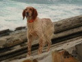 Setter Anglais BALMA DU HAUT DE COUBLUCQ Setter Anglais BALMA DU HAUT DE COUBLUCQ